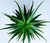 Amazing uses of Aloe Vera